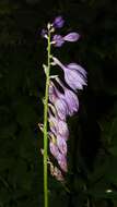 Imagem de Hosta ventricosa Stearn