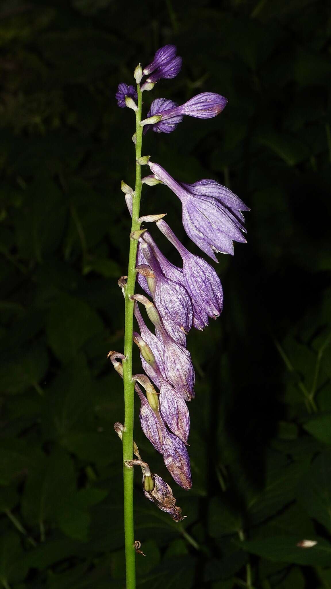 Imagem de Hosta ventricosa Stearn