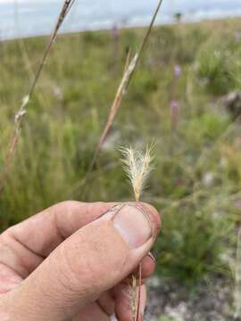 Image de Andropogon cumulicola