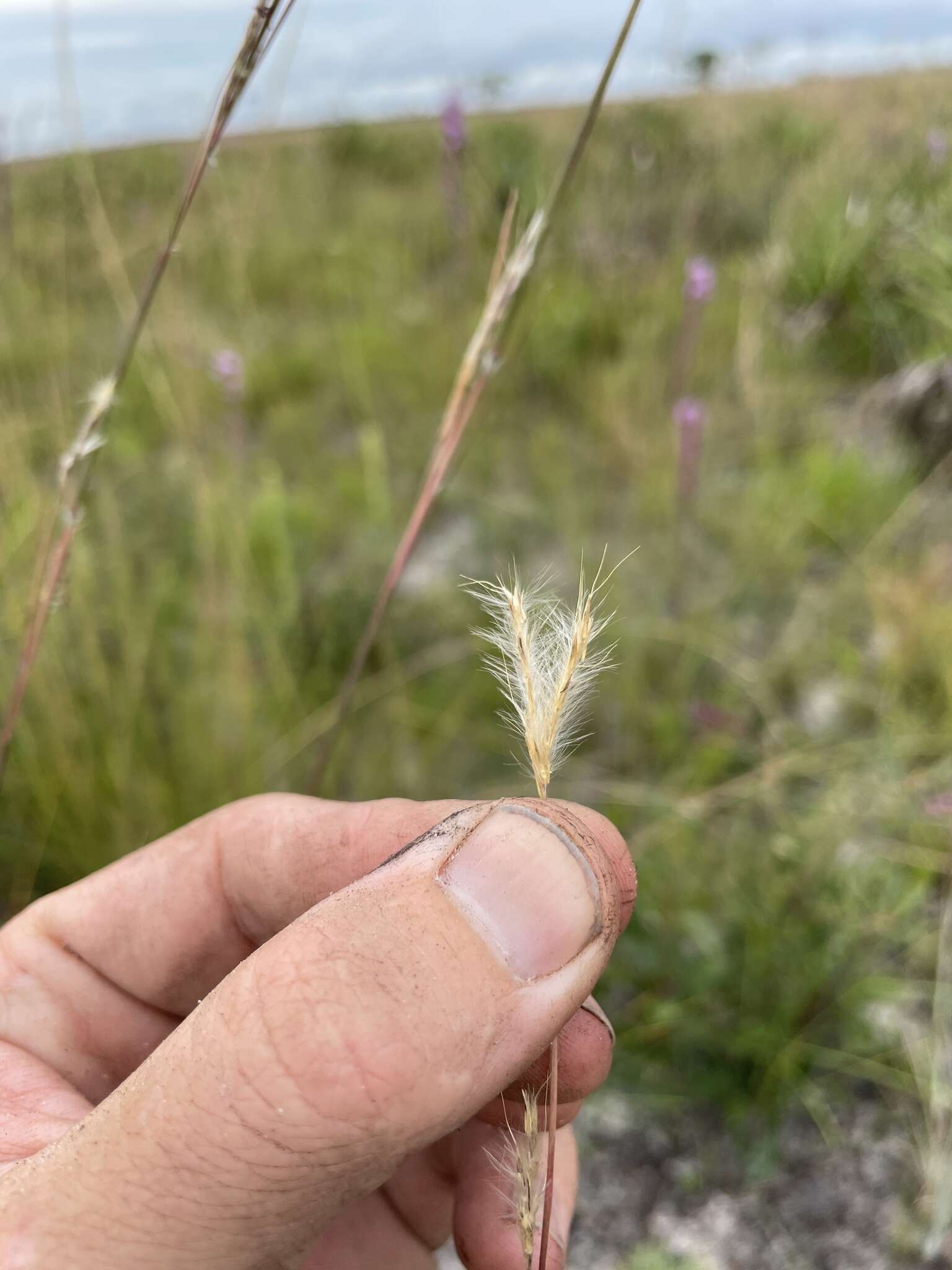 Image of Andropogon cumulicola