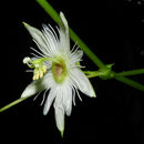 Image of <i>Passiflora lobata</i> (Killip) Hutch. ex J. M. Mac Dougal