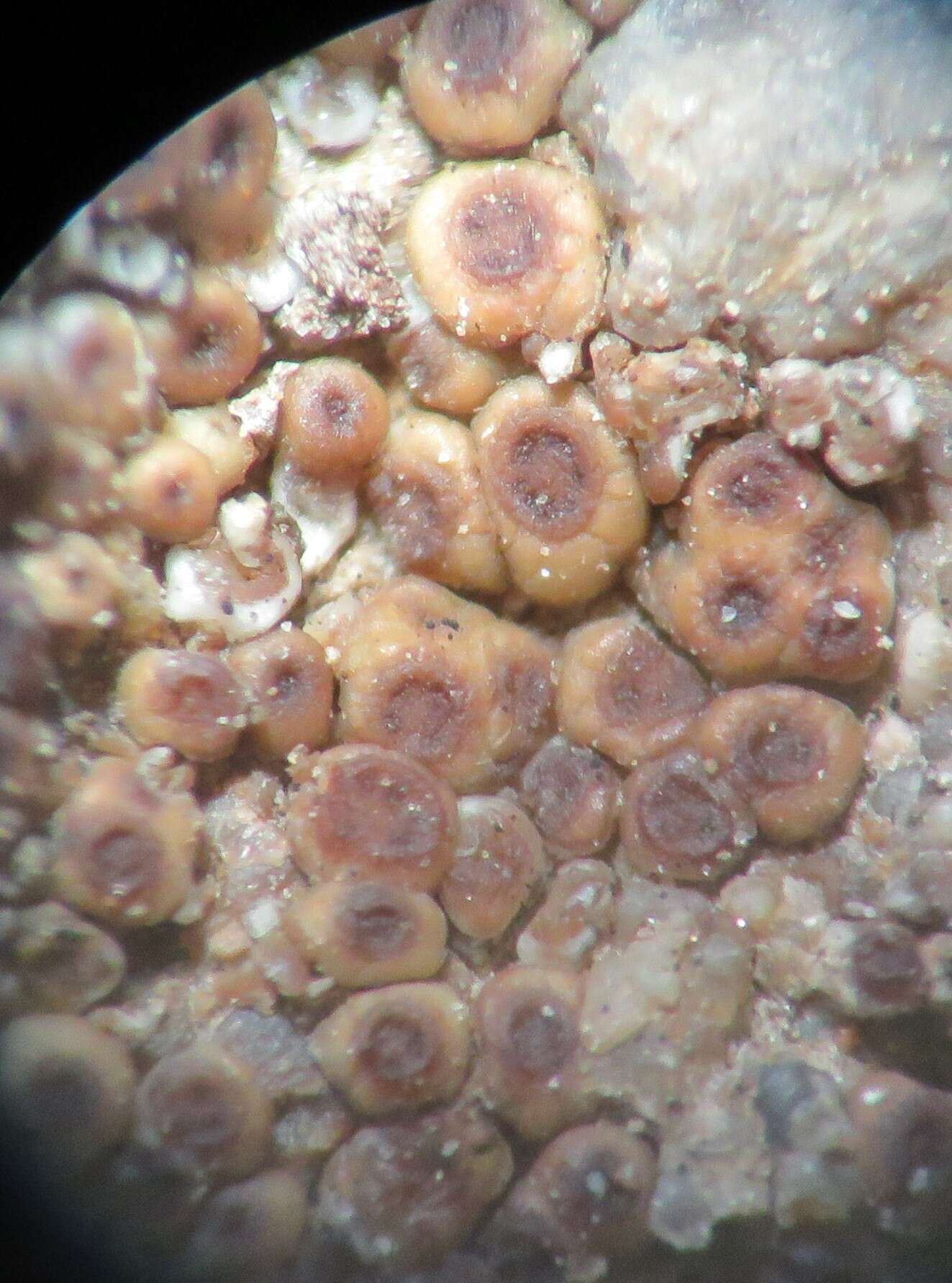 Image of Acarospora brattiae K. Knudsen