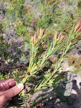 Image of <i>Leucadendron lanigerum</i> var. <i>laevigatum</i>