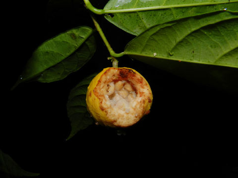 Image of <i>Gloeospermum diversipetalum</i> L. O. Williams