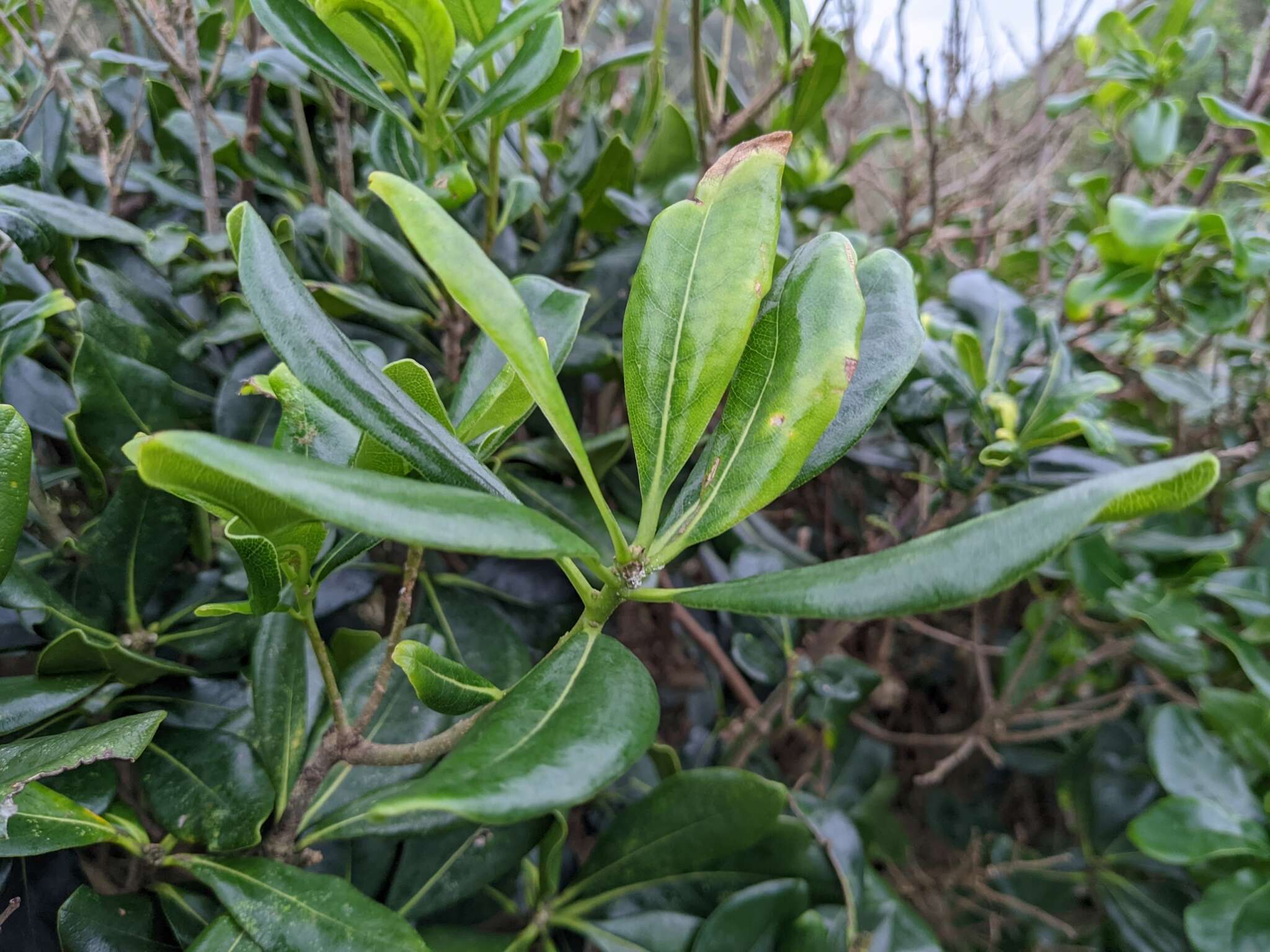 Sivun Rhaphiolepis indica var. umbellata (Thunb. ex Murray) H. Ohashi kuva