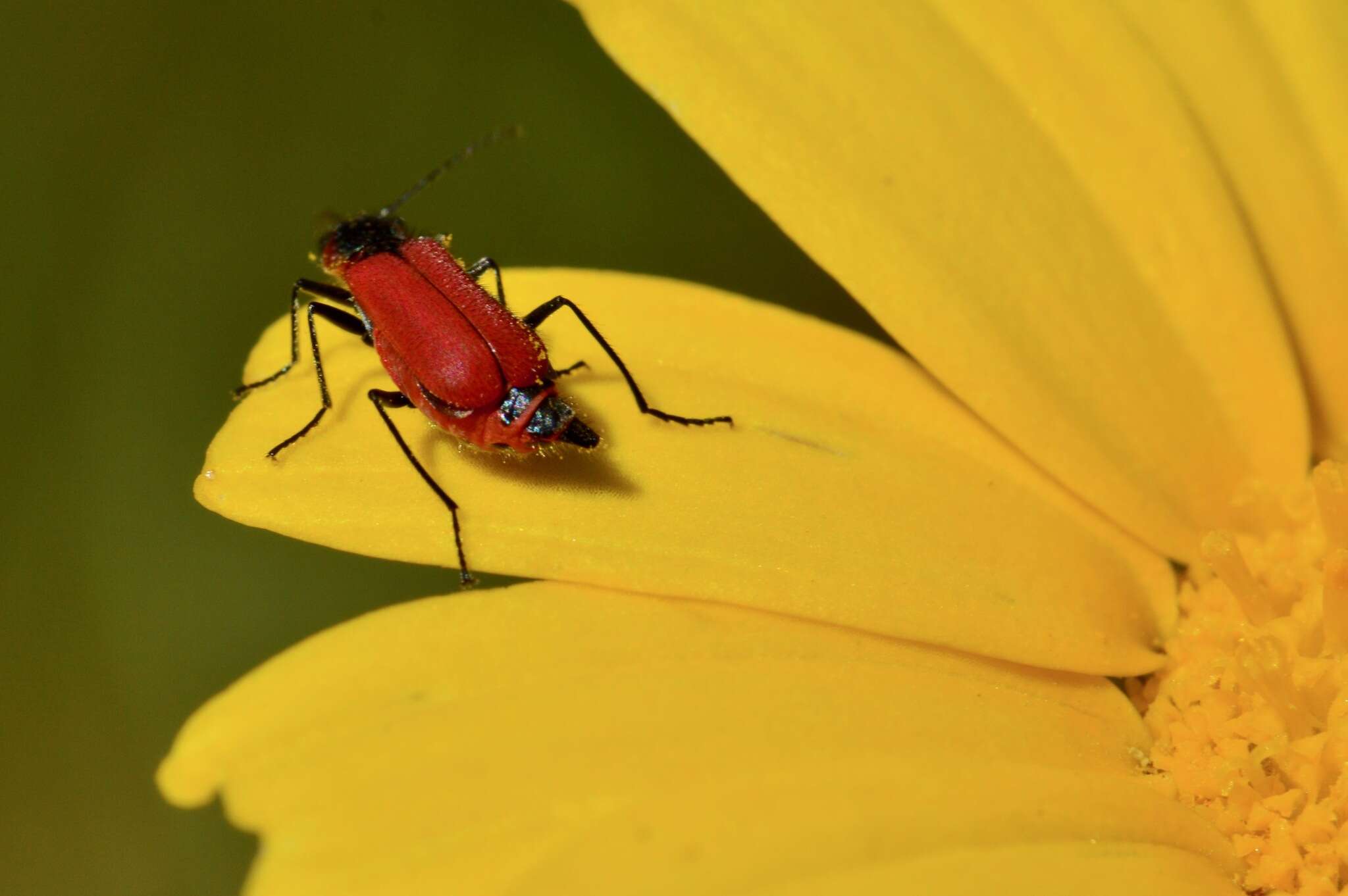 Image of <i>Malachius coccineus</i> Waltl 1838