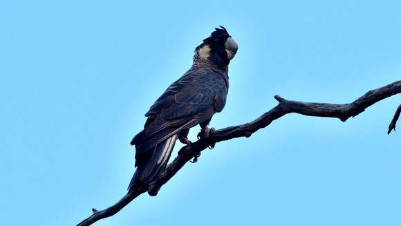 Image of Carnaby's Black Cockatoo