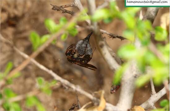 Image of Polistes snelleni de Saussure 1862