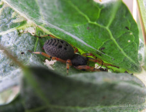 Sivun Trachelopachys cingulipes (Simon 1886) kuva