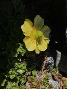 Image of Ranunculus sericophyllus Hook. fil.