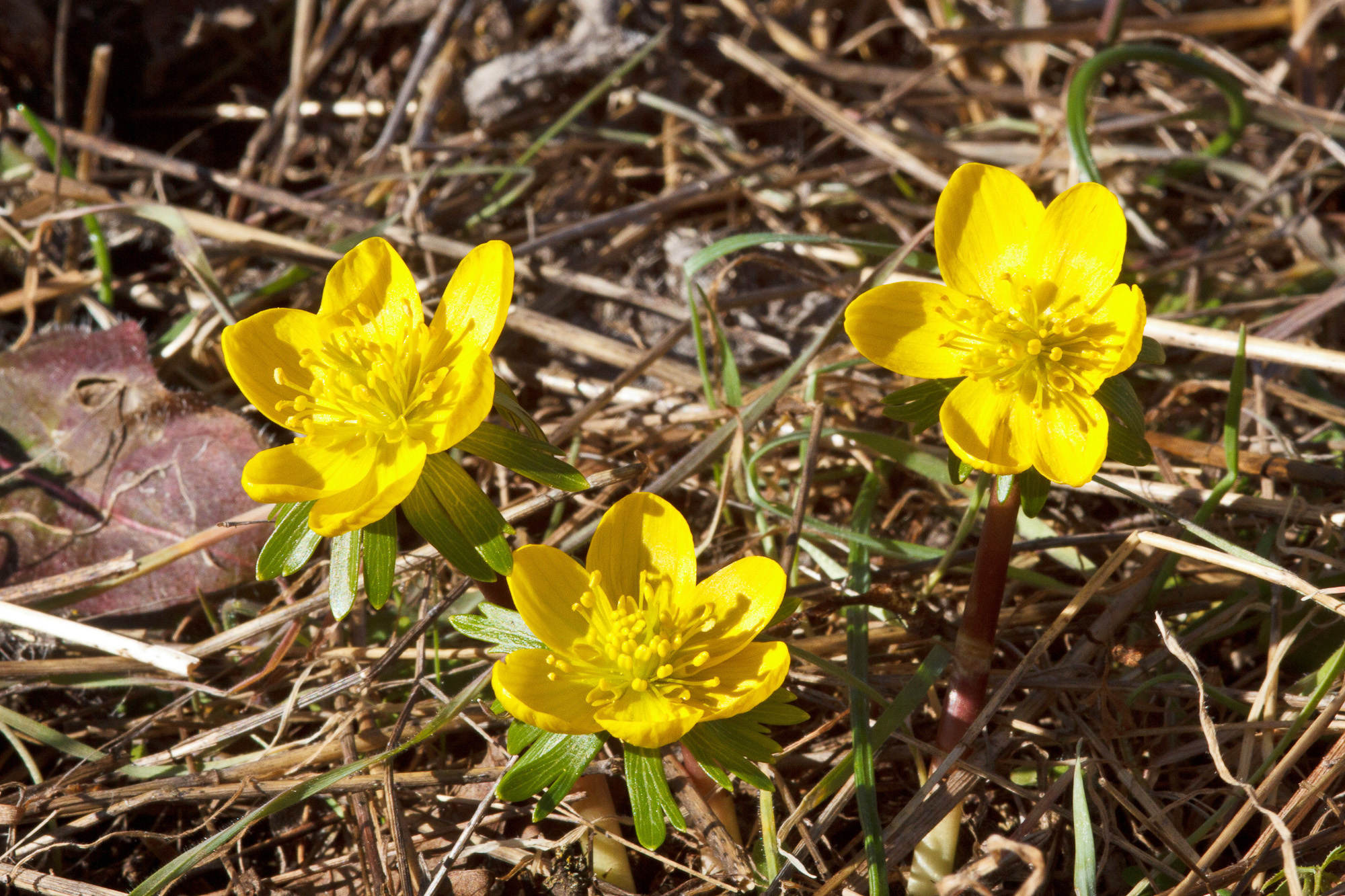 Eranthis hyemalis (rights holder: Sarah Gregg)