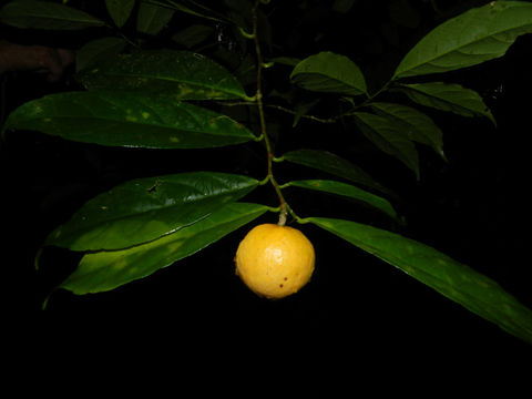 Image of <i>Gloeospermum diversipetalum</i> L. O. Williams