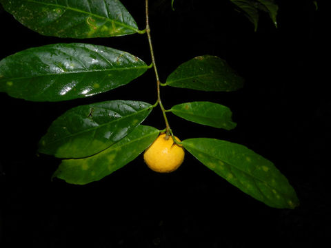 Image of <i>Gloeospermum diversipetalum</i> L. O. Williams