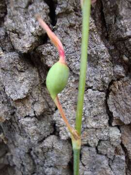 Слика од Agave neocernua Thiede