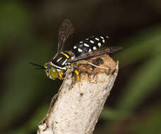 Image of Stictia maculata (Fabricius 1804)