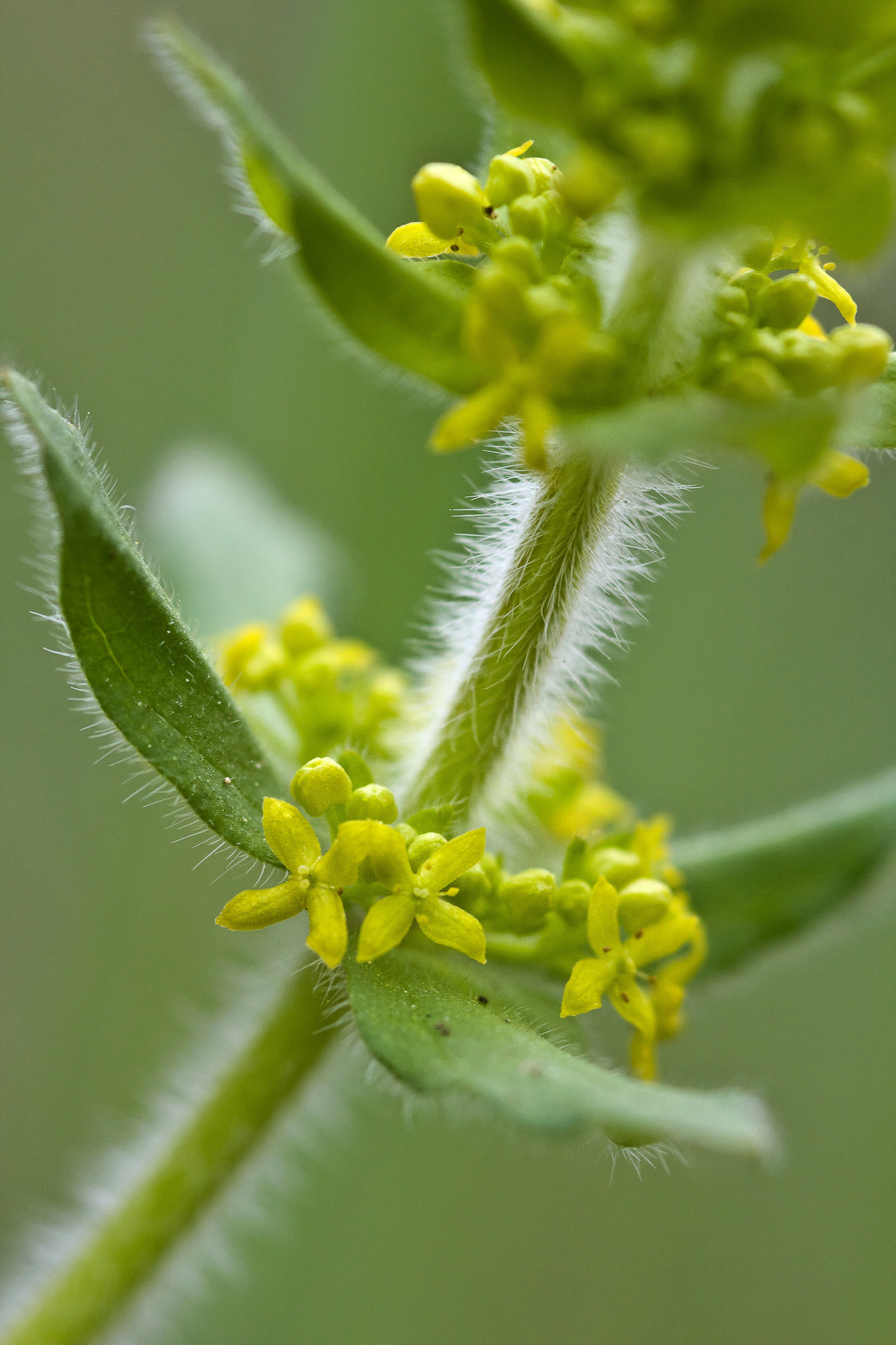 Galium verum (rights holder: Sarah Gregg)