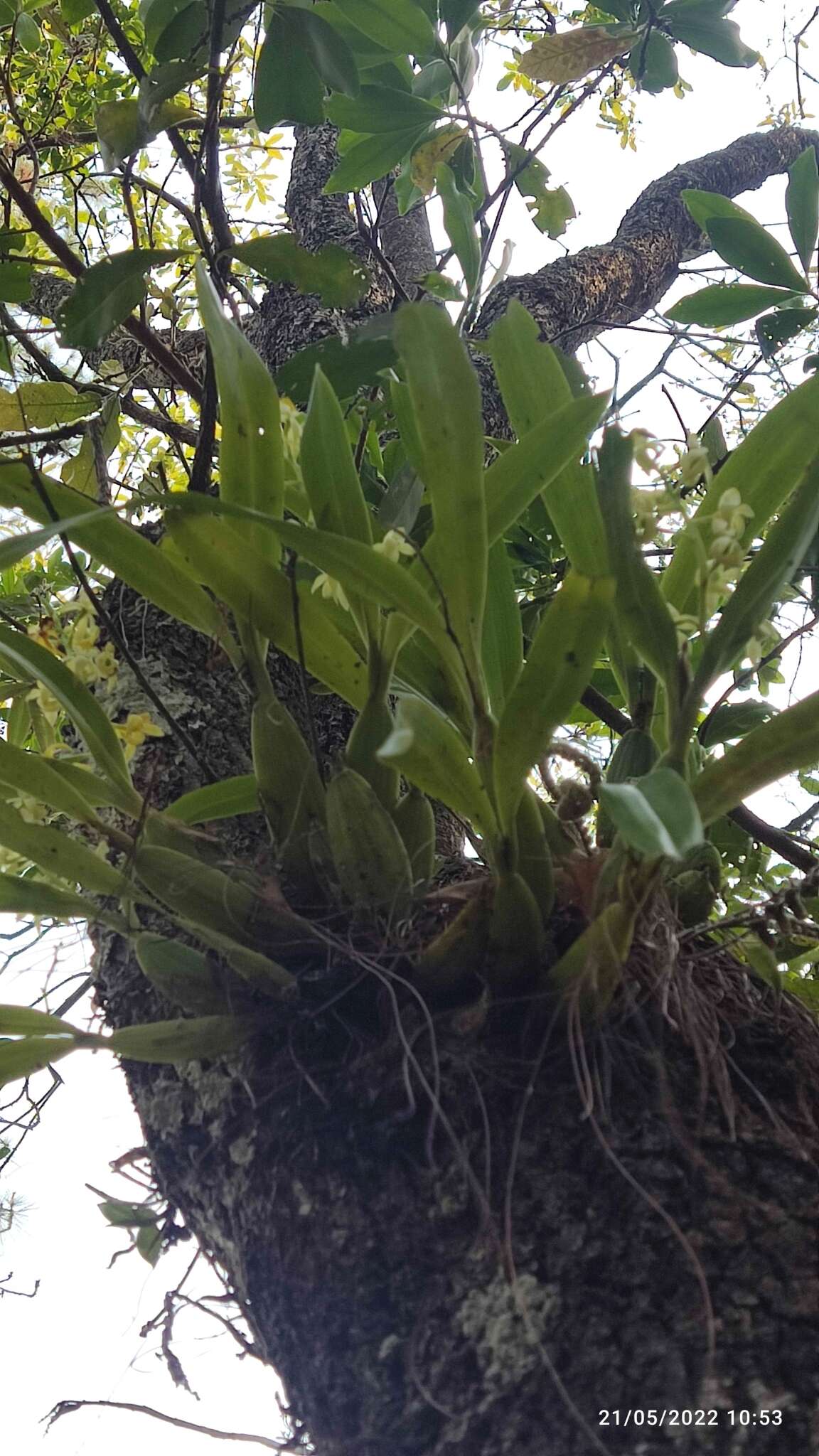 Image of Prosthechea trulla (Rchb. fil.) W. E. Higgins