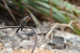 Image of Mugimaki Flycatcher