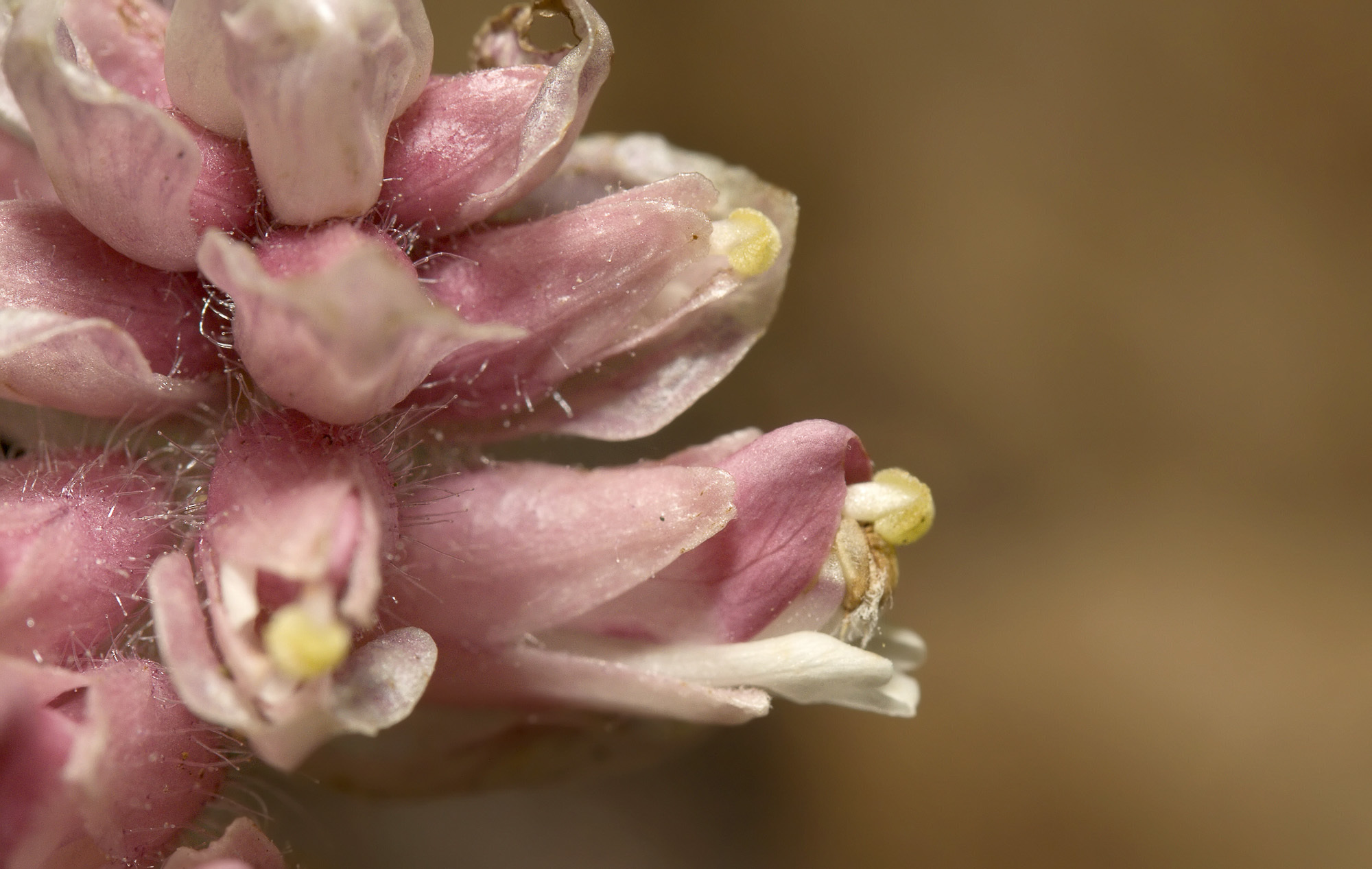 Lathraea squamaria (rights holder: Sarah Gregg)