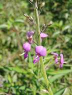 Image of Illinois ticktrefoil