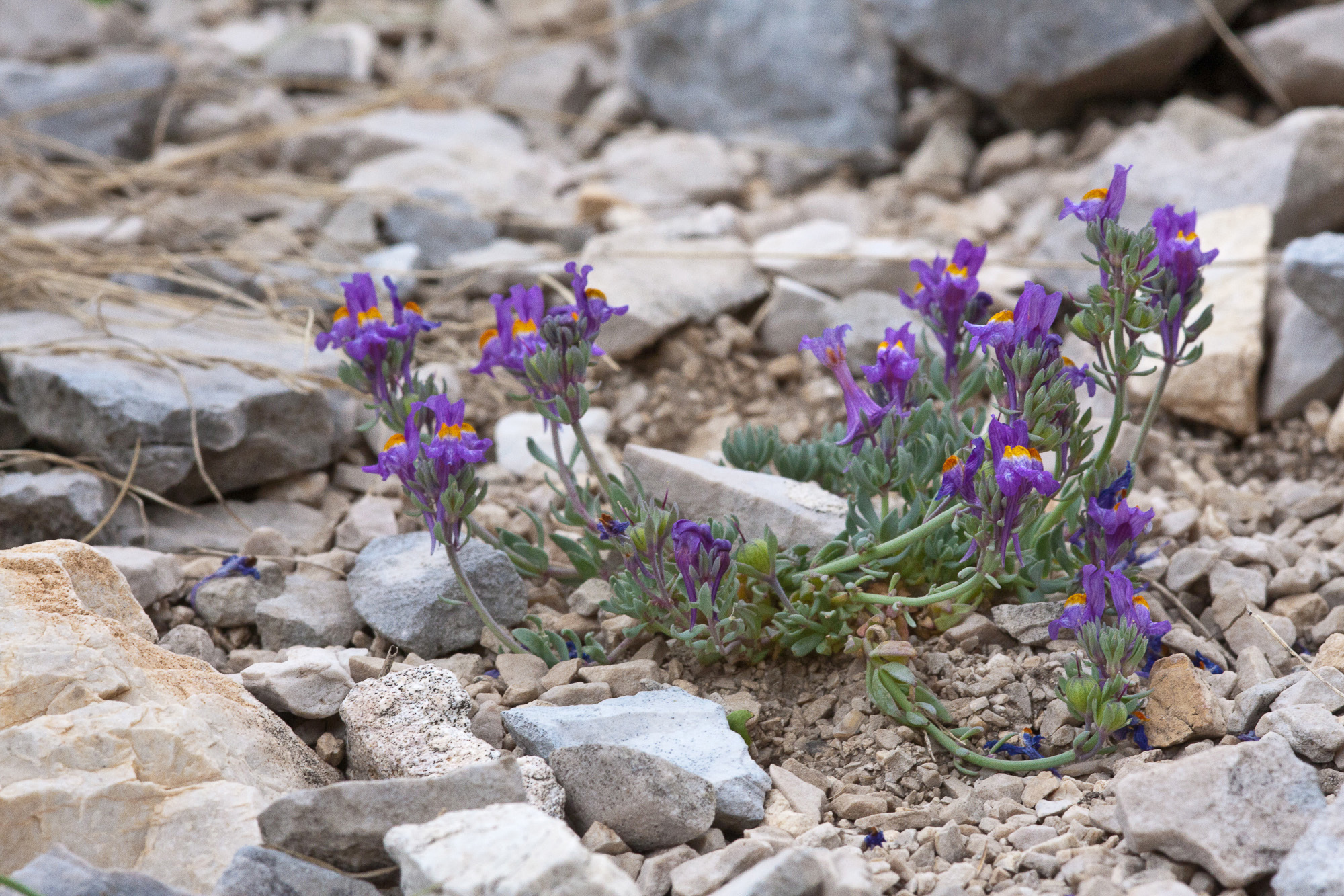 Linaria alpina (rights holder: Sarah Gregg)