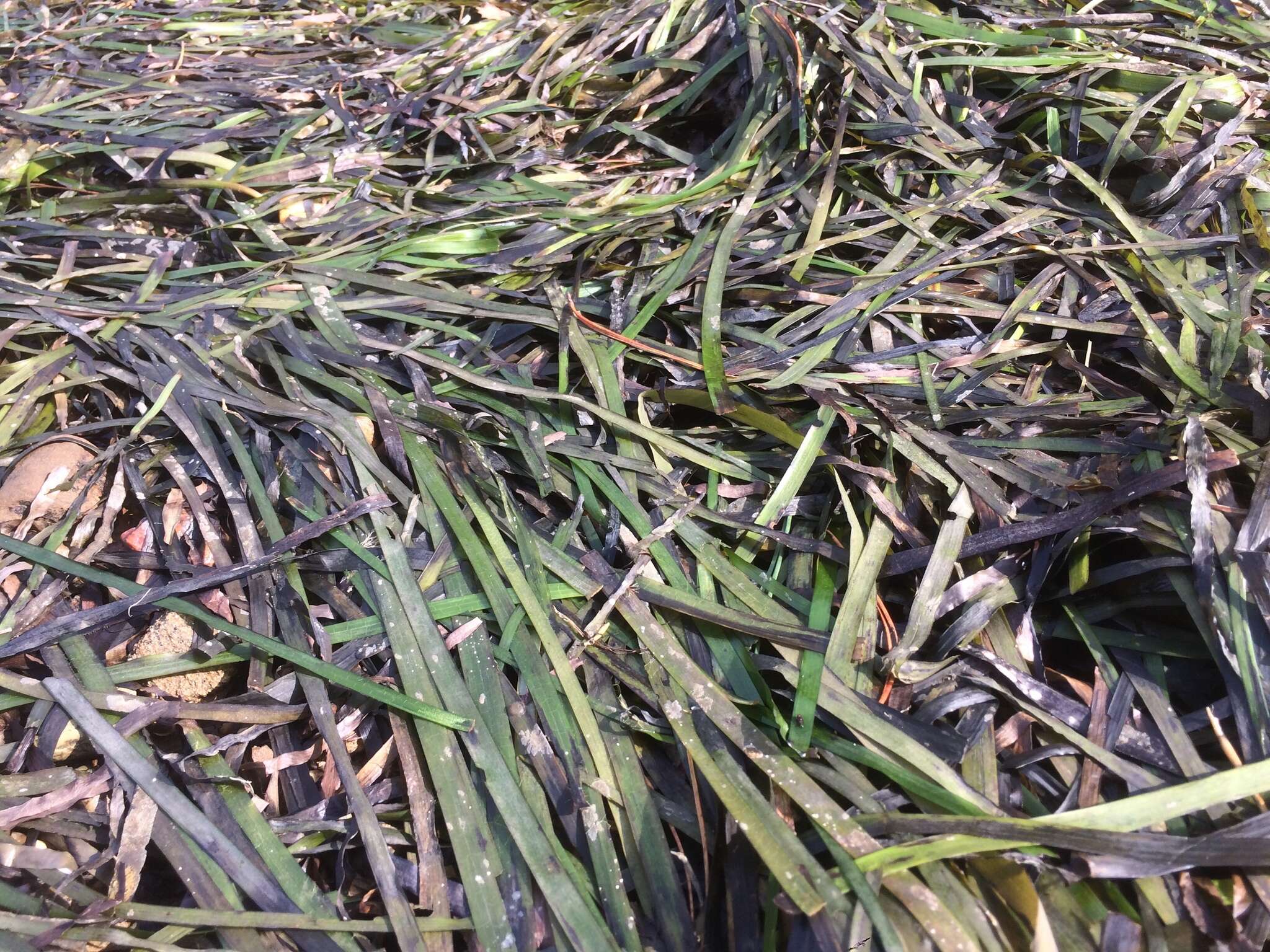 Image of Eelgrass