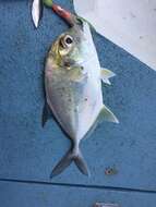 Image of Bluespotted trevally