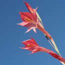 Plancia ëd Gladiolus quadrangularis (Burm. fil.) Aiton