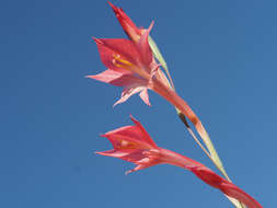 Imagem de Gladiolus quadrangularis (Burm. fil.) Aiton