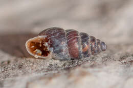 Plancia ëd Chondrina kobeltoides E. Gittenberger 1973