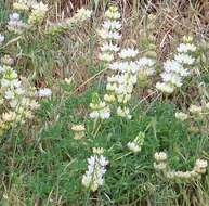 Image of whitewhorl lupine