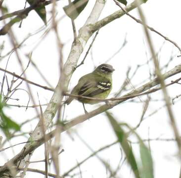 Image of White-lored Tyrannulet