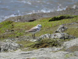 Charadrius dealbatus (Swinhoe 1870) resmi