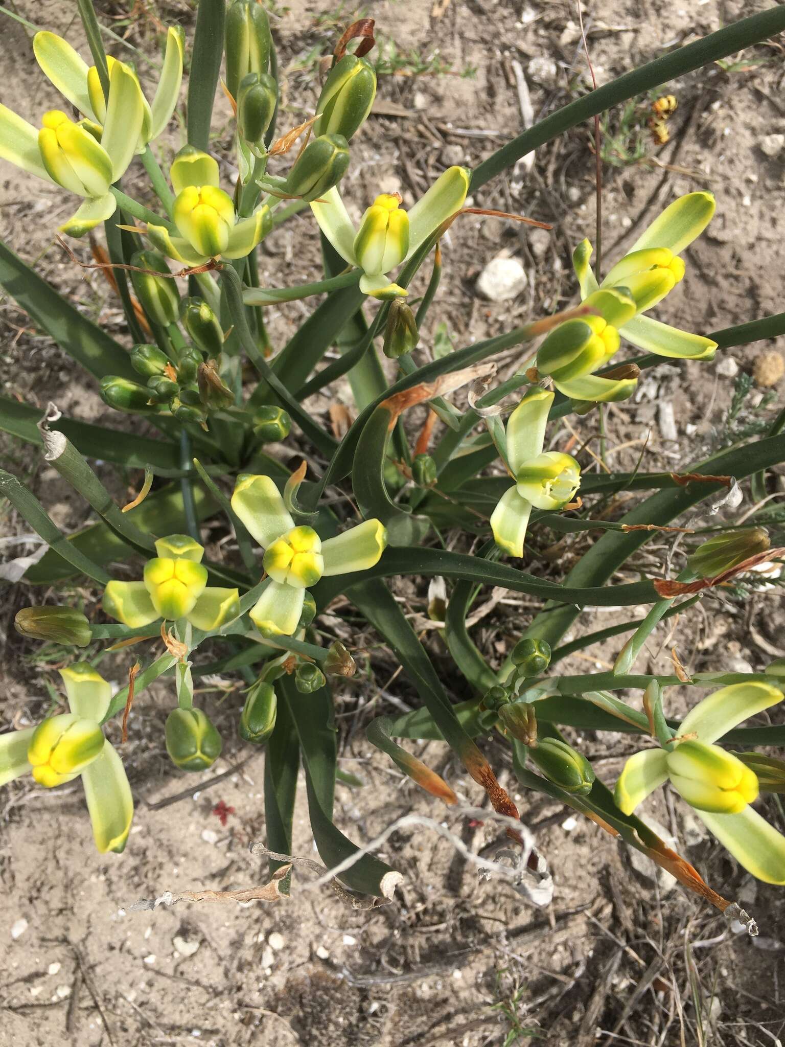 Image de Albuca tortuosa Baker