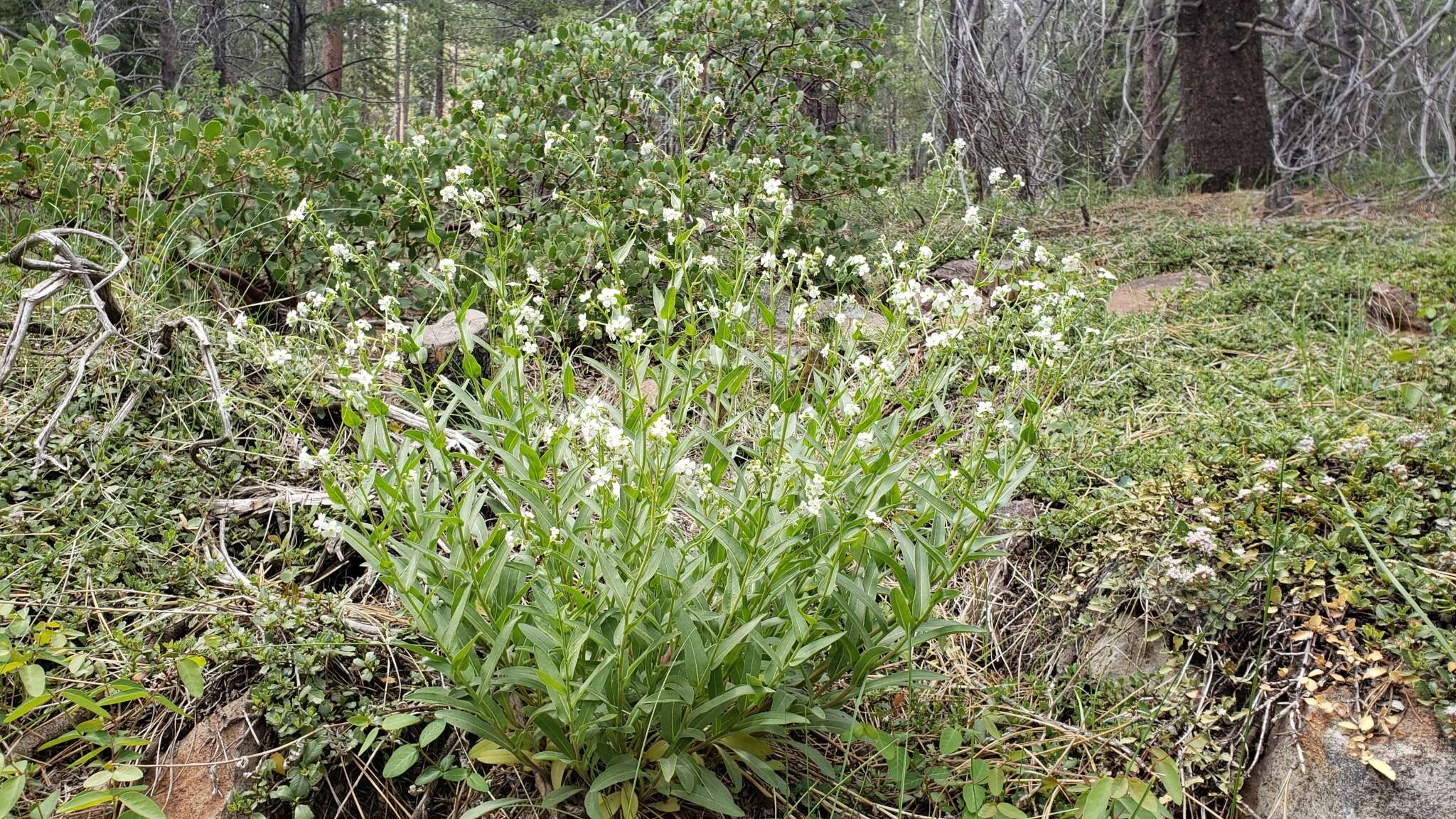 Hackelia californica (A. Gray) I. M. Johnst. resmi