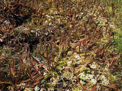 Image of Drosera arcturi Hook.