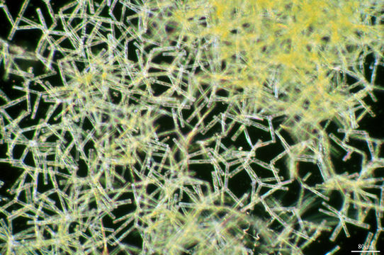 Image of <i>Tabellaria fenestrata</i>