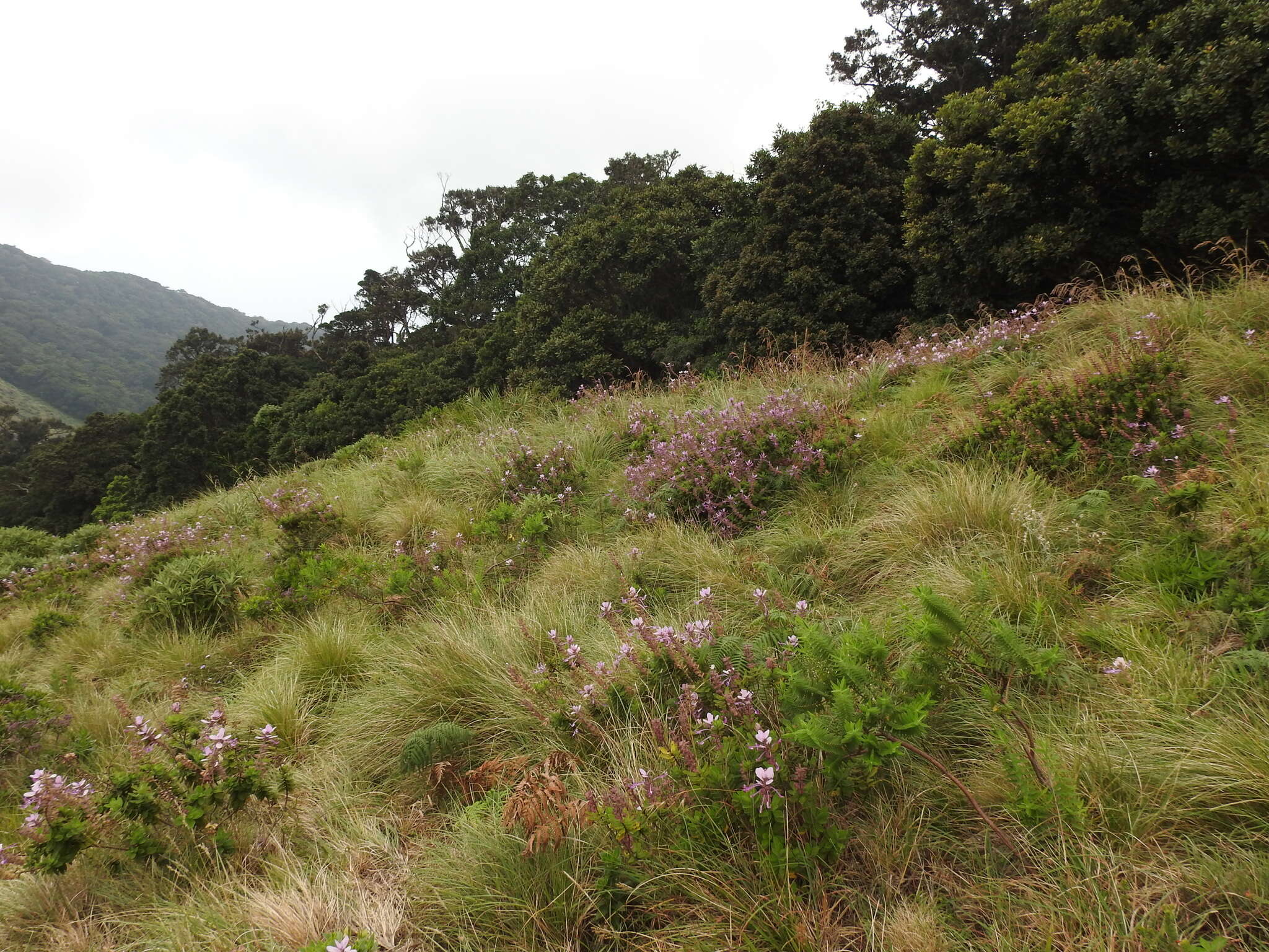 Image of Syncolostemon comosus (Wight ex Benth.) D. F. Otieno