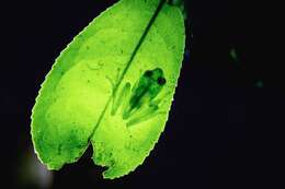 Image of Green Bright-eyed Frog