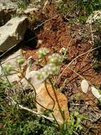 Image of Valerianella coronata (L.) DC.