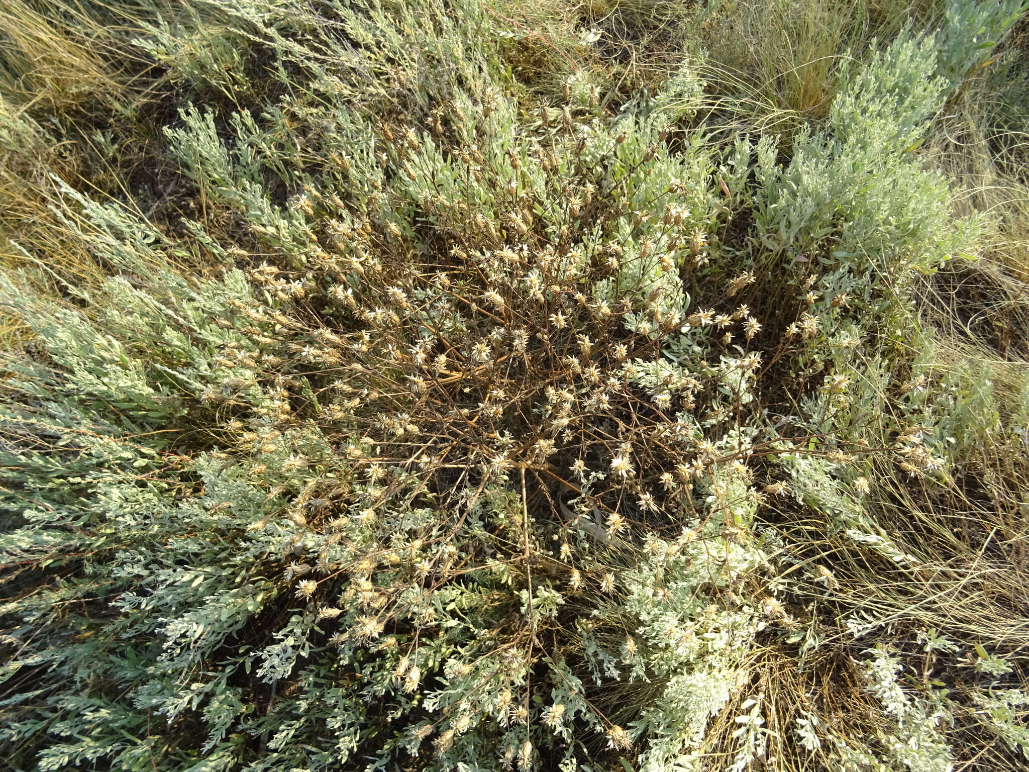 Plancia ëd Klasea erucifolia (L.) Greuter & Wagenitz