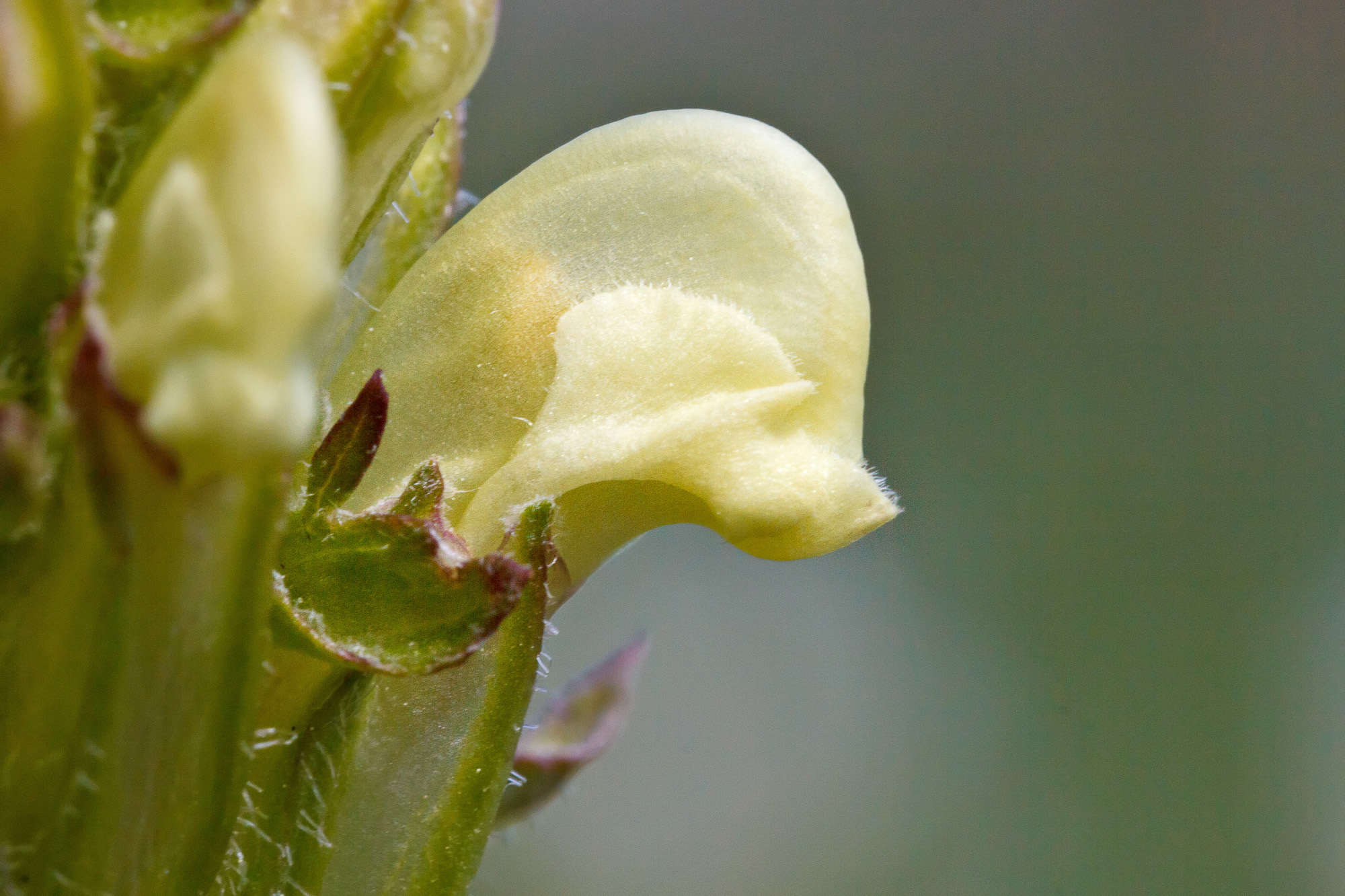 Pedicularis comosa (rights holder: Sarah Gregg)