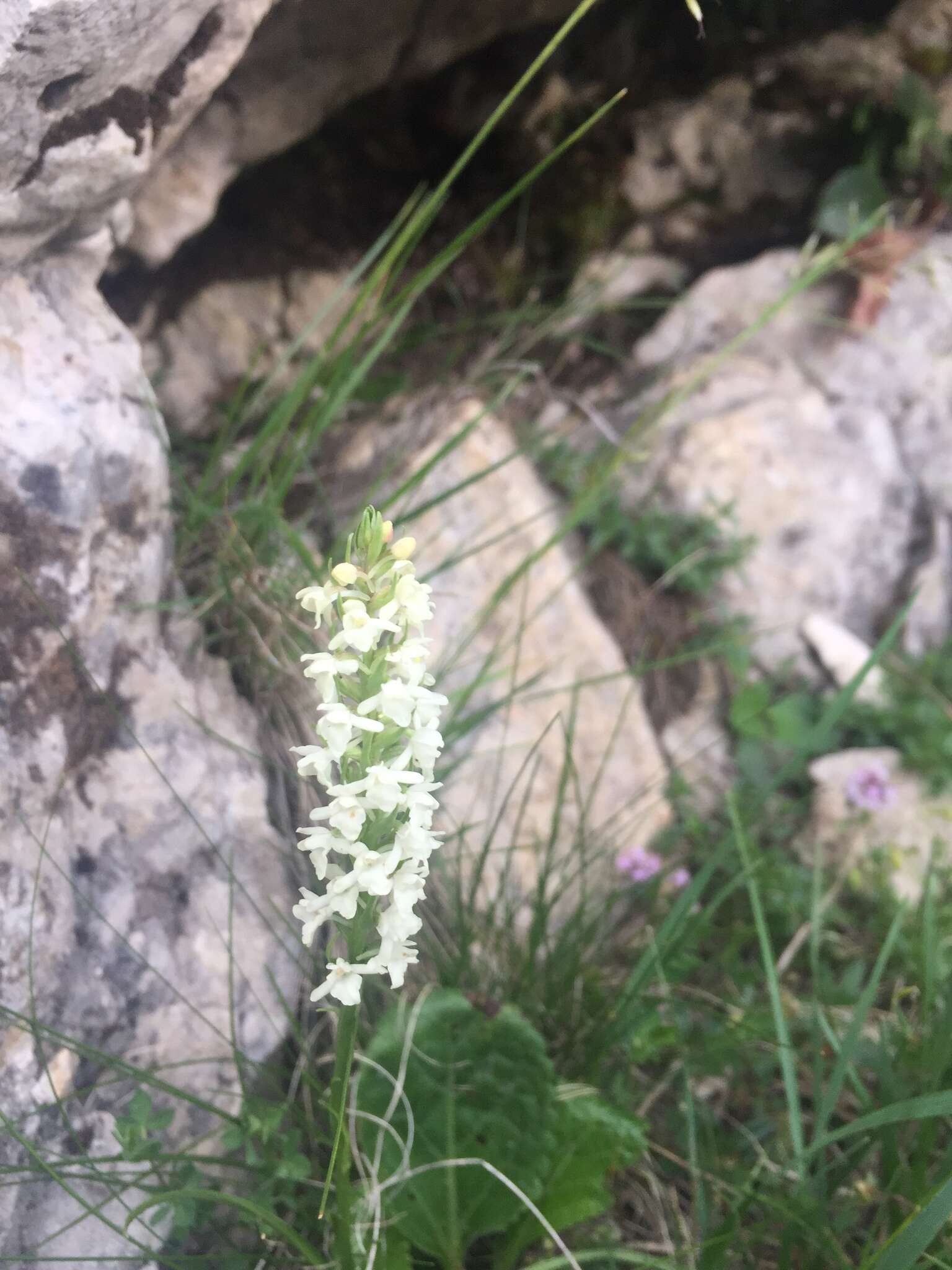 Image of Short spurred fragrant orchid