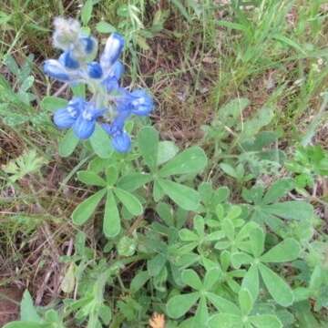 Plancia ëd Lupinus subcarnosus Hook.