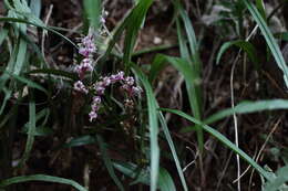 Image of Big blue lilyturf'