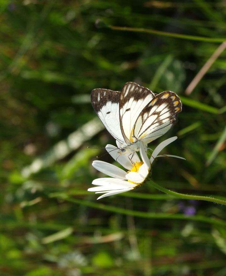 Image de Belenois java (Sparrman 1768)