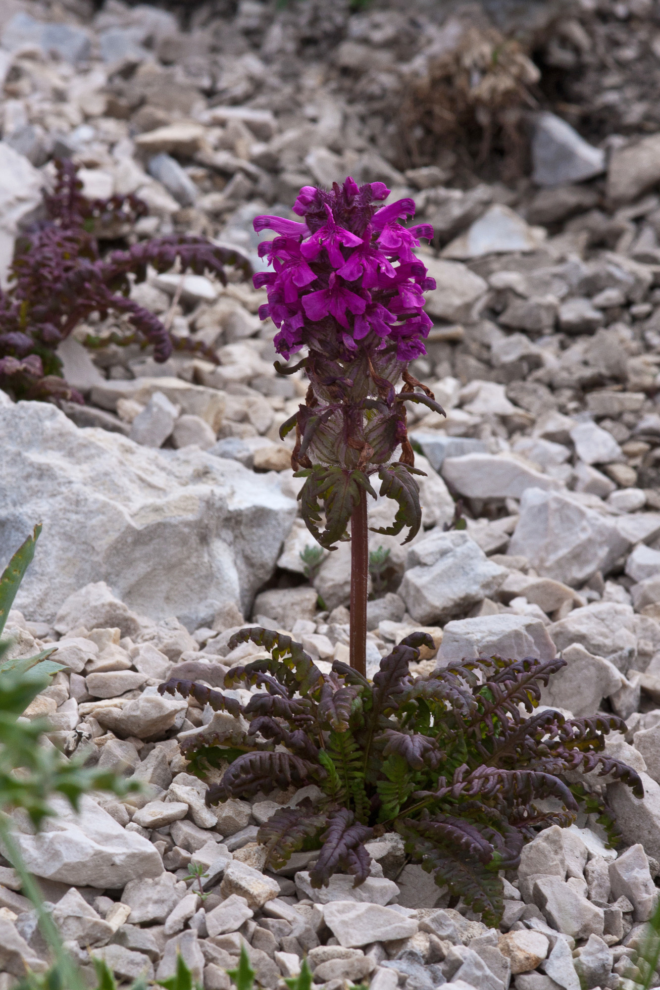 Pedicularis verticillata (rights holder: Sarah Gregg)