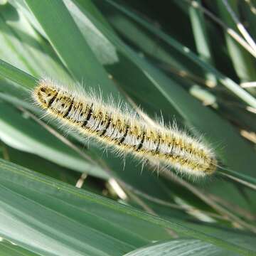 Image of grass eggar