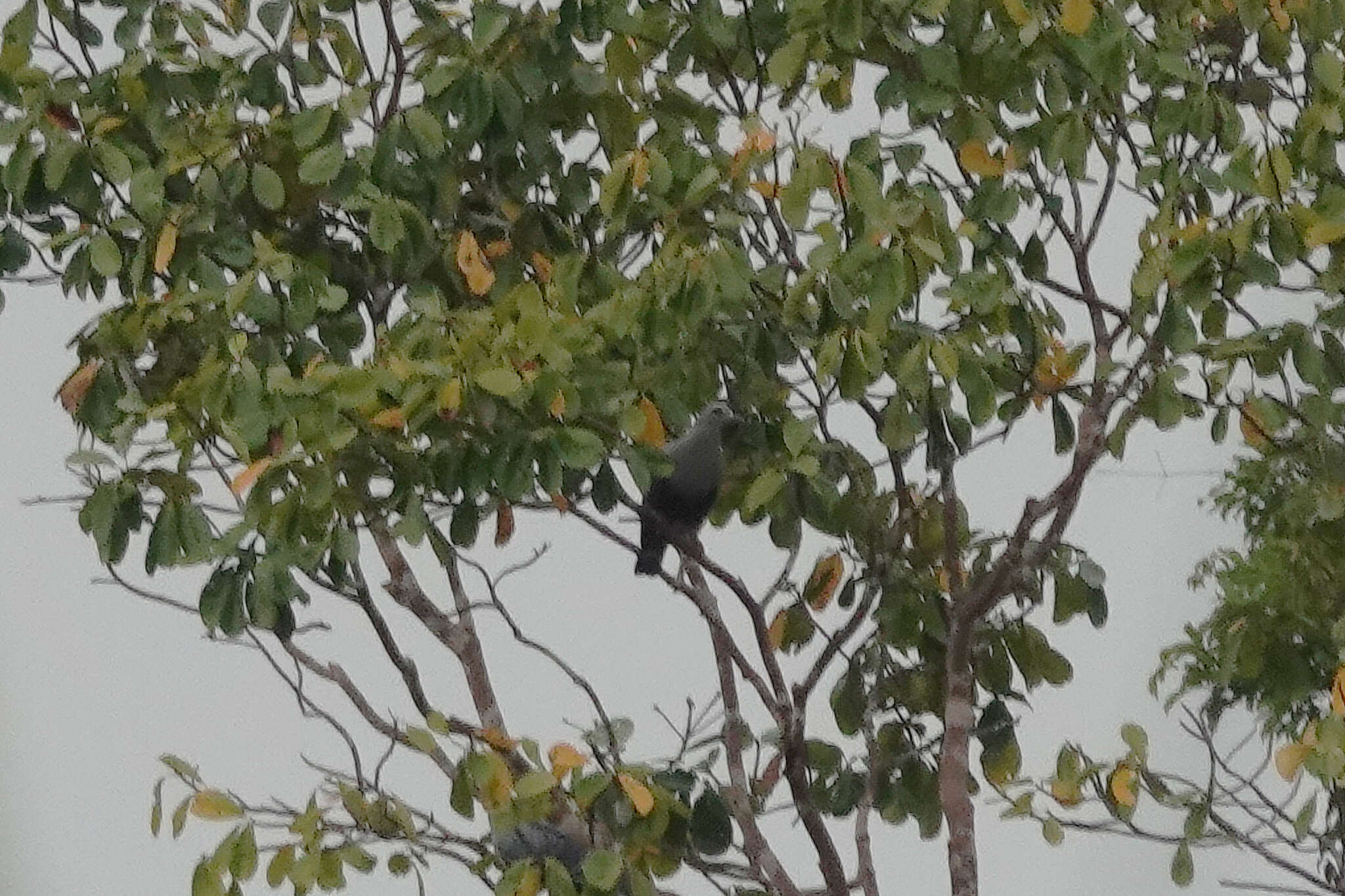 Image of Pinon Imperial-pigeon