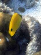 Image of Yellow Butterflyfish